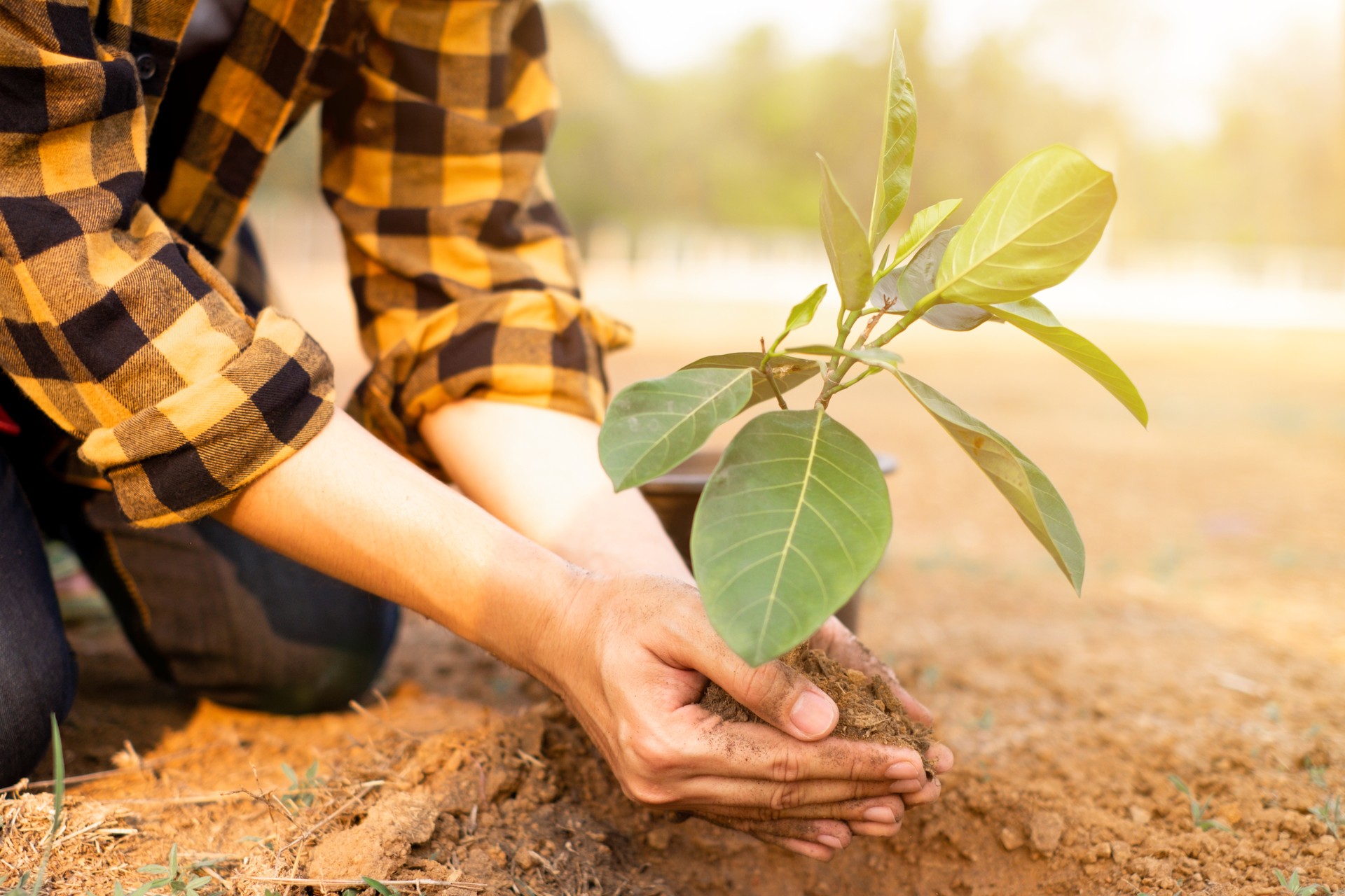 Close up de mãos plantando árvores no Dia Mundial do Meio Ambiente com luz do pôr do sol, simbolizando o compromisso coletivo e a esperança de um futuro mais verde.